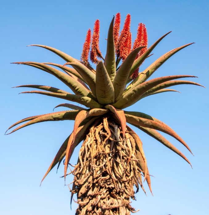 Aloe Ferox plant with red flowers