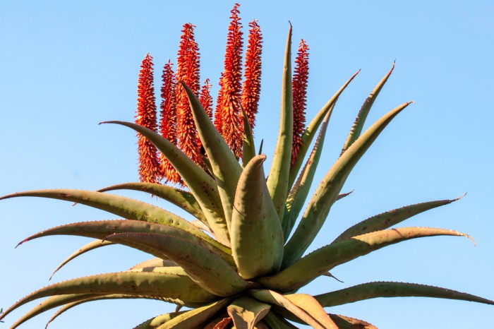 Aloe Ferox plant with red flowers